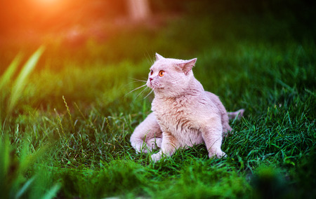 Sweet cat on green grassの写真素材
