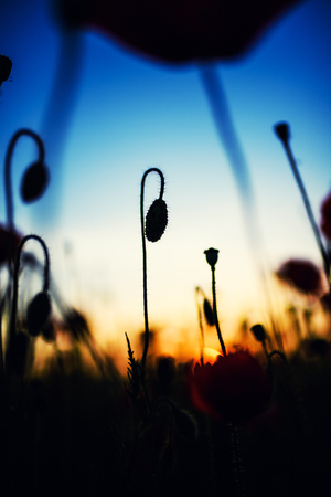 Beautiful field of red poppies in the sunset lightの写真素材