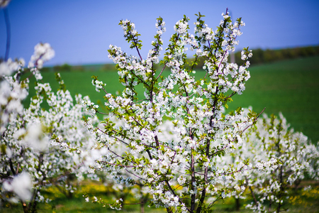 apple garden, blossom on tree, spring timeの写真素材