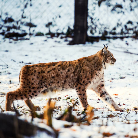 lynx on the snowの写真素材
