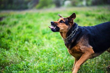 Funny angry dogの写真素材