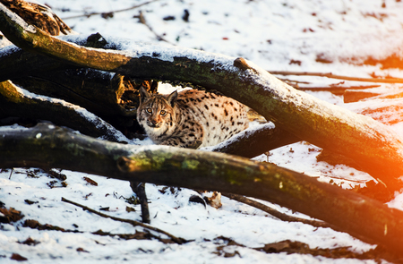 lynx on the snowの写真素材