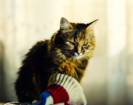 Portrait of a cat. Dramatic lightの写真素材