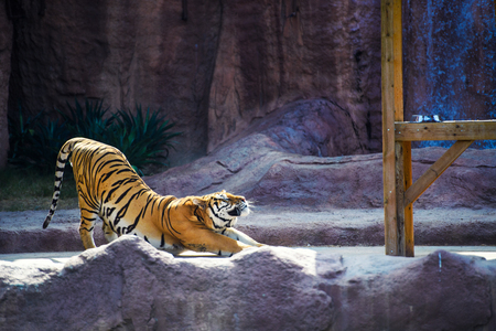 beautiful tigerの写真素材