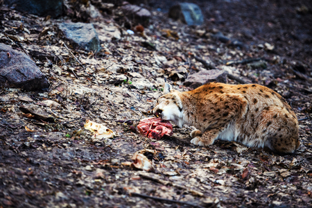 hungry lynx eating piece of meat. Lynx, Eurasian wild catの写真素材