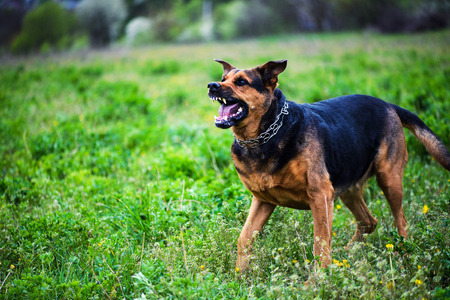 Angry dog on green backgroundの写真素材
