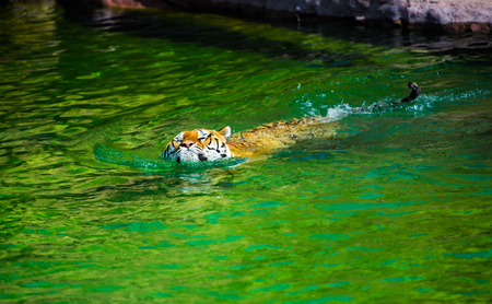 swimming tigerの写真素材