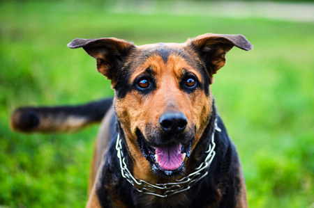 Happy dog on green grass