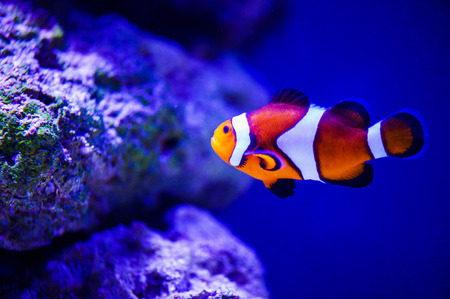 Wonderful and beautiful underwater world with corals and tropical fish.の写真素材