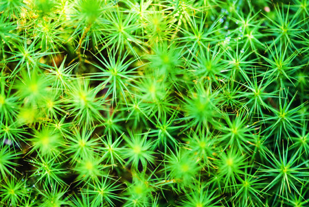 Green Leaves backgroundの写真素材