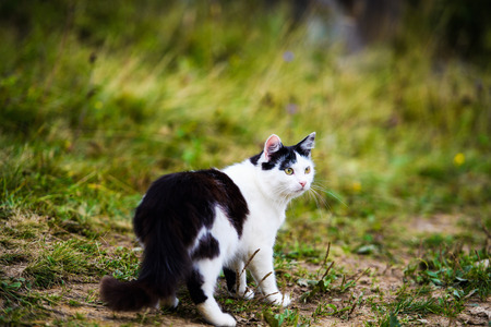 Sweet cat on green grassの写真素材