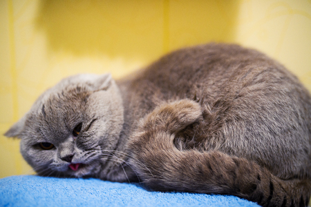 funny cat in the bathroom sinkの写真素材
