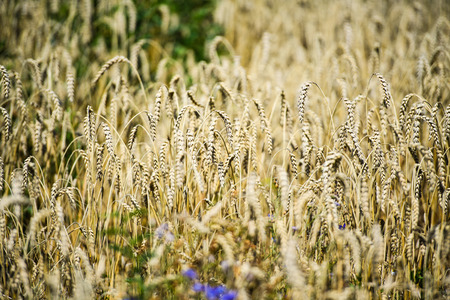 golden wheat field and sunny dayの写真素材