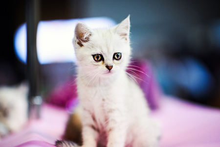Cute little white kitten with amazing eyesの写真素材