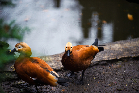 beautiful orange duckの写真素材