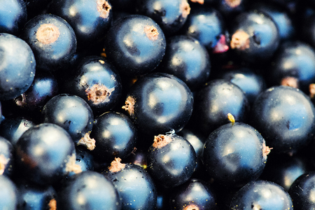 Heap of black currant. Textured backgroundの写真素材