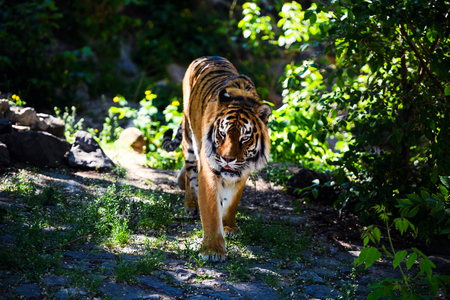 Beautiful tigerの写真素材