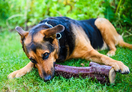 Funny dog with a stick in the teethの写真素材