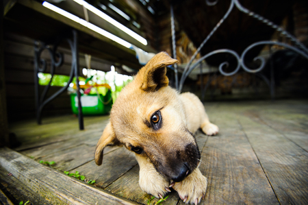 little cute puppyの写真素材