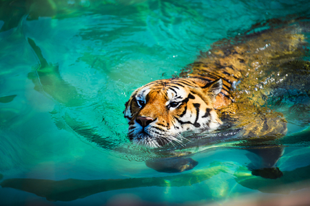 swimming tigerの写真素材