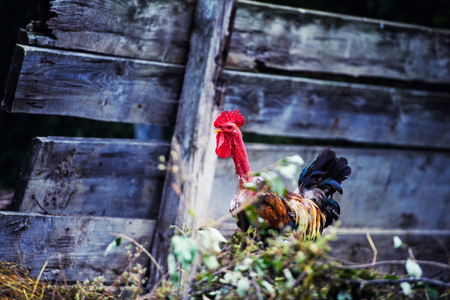Free range chicken on a traditional poultry farmの写真素材