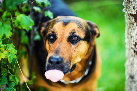 Sweet dogの写真素材