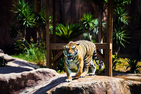 beautiful tigerの写真素材