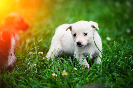 Sweet puppies on green grassの写真素材