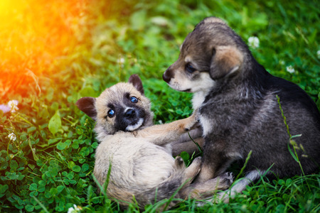 Sweet puppies on green grassの写真素材