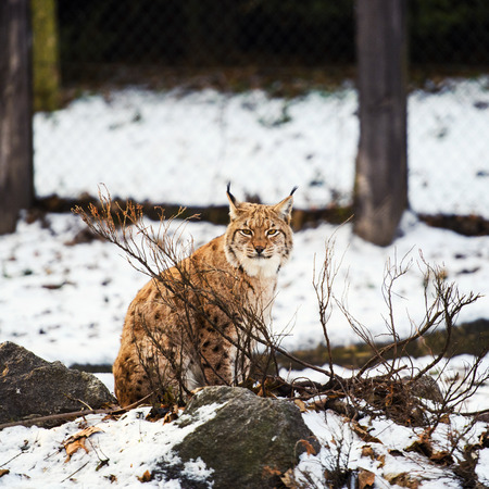 lynx on the snowの写真素材