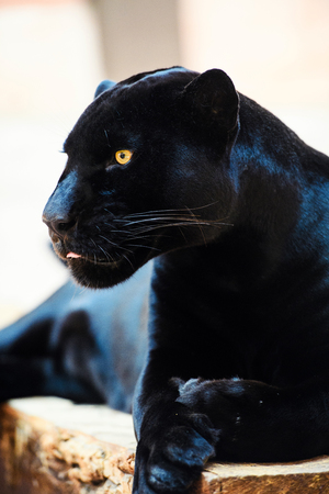 black Panther