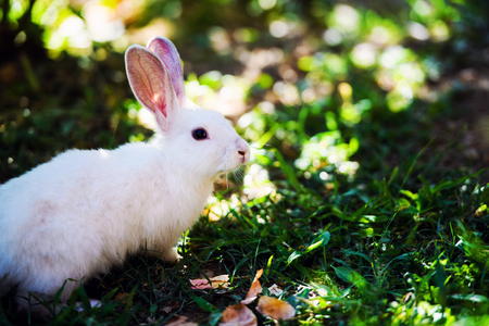 White rabbit on green grassの写真素材