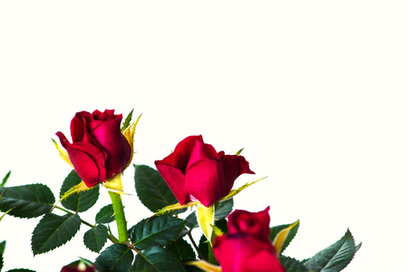 red roses in a pot on white backgroundの写真素材