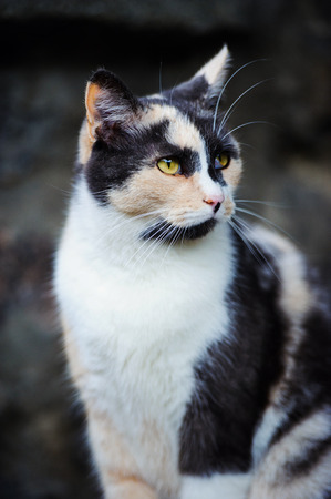 Sweet catの写真素材