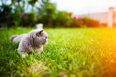 Sweet cat on green grassの写真素材
