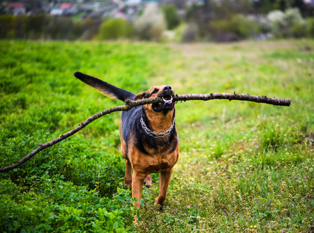 Funny dog with a stick in the teethの写真素材