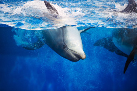 Beautiful dolphins swimming. Dolphin jumping above blue waterの写真素材