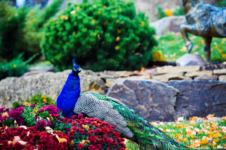 Portrait of beautiful peacockの写真素材