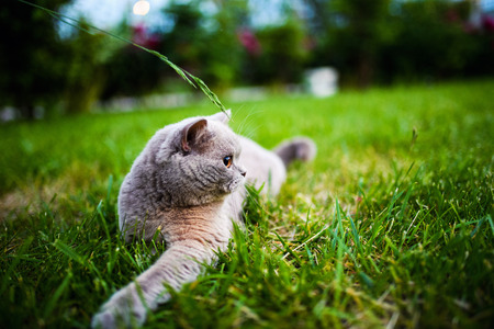 Cute cat on green grassの写真素材