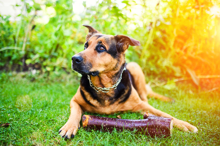 Funny dog with a stick in the teethの写真素材