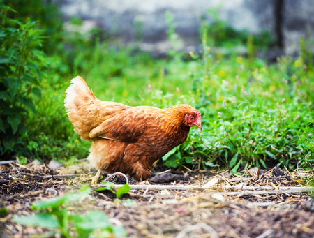 chicken on a farmの写真素材