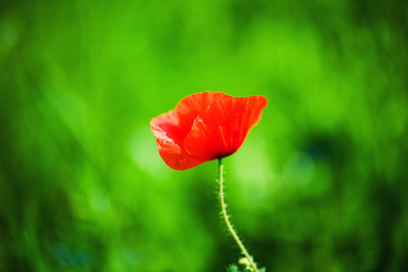 Beautiful field of red poppies in the sunset lightの写真素材