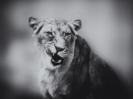 Portrait of an African lioness (Panthera leo)の写真素材
