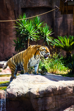 beautiful tigerの写真素材