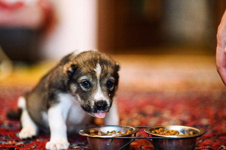 puppies 1 monthの写真素材