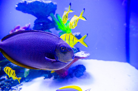 Wonderful and beautiful underwater world with corals and tropical fish.