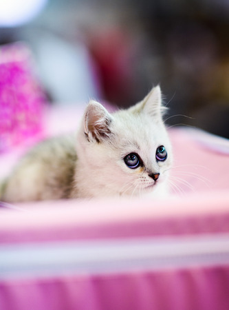 Cute little white kittenの写真素材