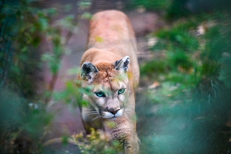 Mountain lion , cougar, puma portrait.の写真素材