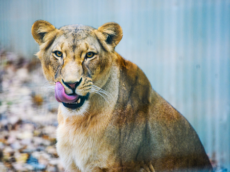 Portrait of an African lioness (Panthera leo)