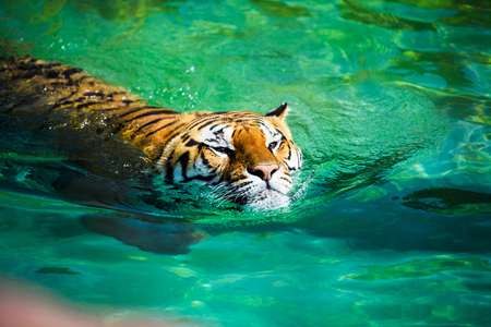 swimming tigerの写真素材
